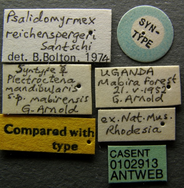 File:Psalidomyrmex reichenspergeri casent0102913 label 1.jpg