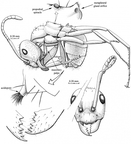 File:Grimald & Agosti 2000-2Kyromyrma-neffi.jpg