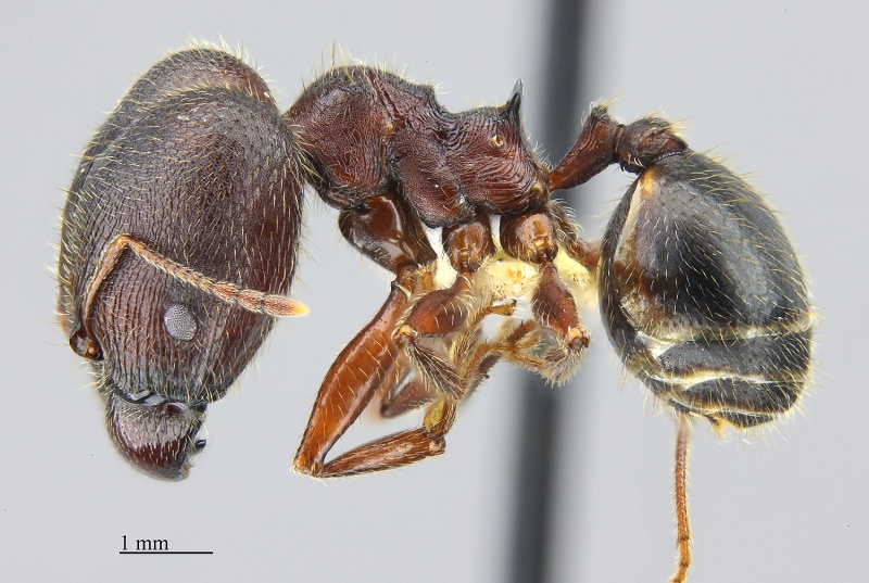 File:MCZ ENT Pheidole MOZ 002 sp2 hal 2x.jpg