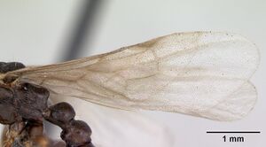 Myrmica lonae casent0172754 profile 2.jpg