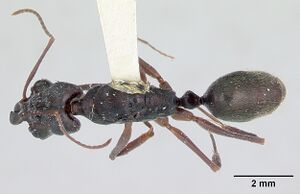 Odontomachus bauri casent0172630 dorsal 1.jpg