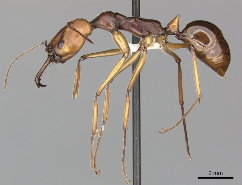 File:Odontomachus malignus casent0270620 p 1 high.jpg