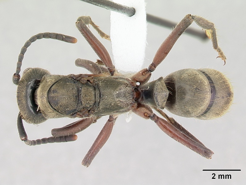 File:Pachycondyla villosa casent0178189 dorsal 1.jpg