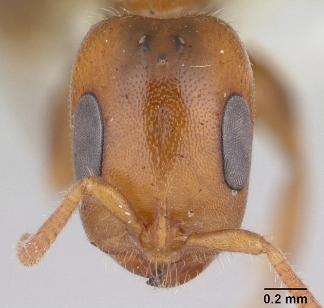 File:Pseudomyrmex viduus casent0178710 h 1 high.jpg