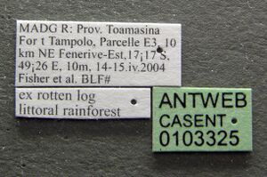 Solenopsis mameti casent0103325 label 1.jpg