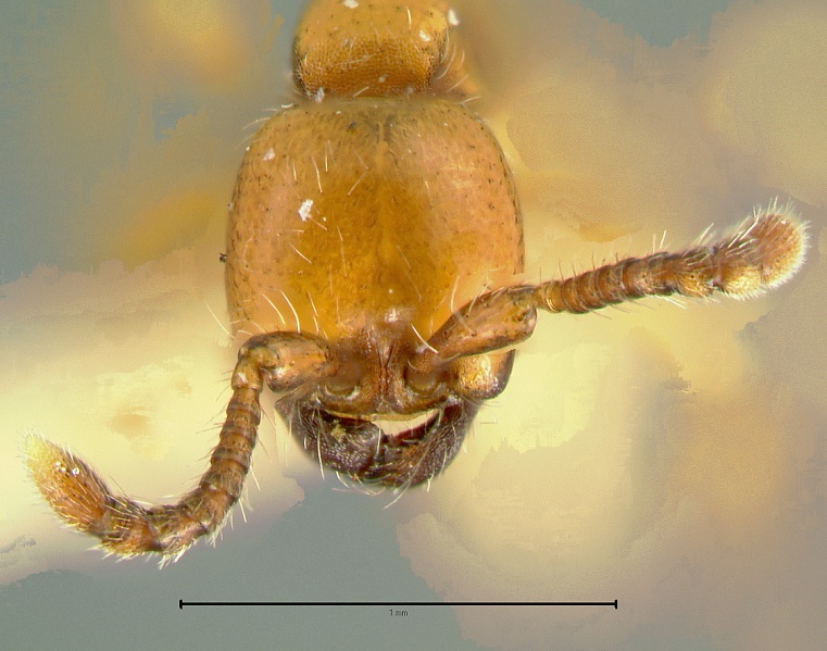 File:Aenictus-powersiH6.3x.jpg