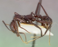 Aphaenogaster lustrans castype06885 profile 1.jpg