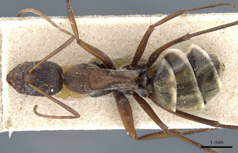 File:Camponotus flavomarginatus casent0905793 d 1 high.jpg