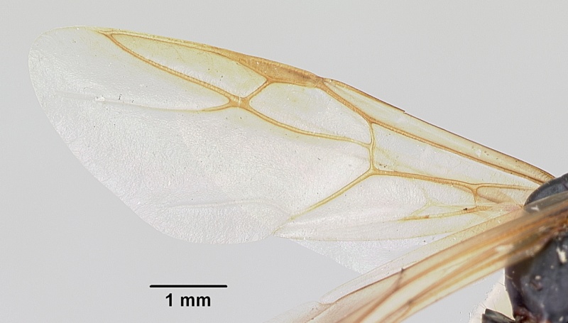 File:Camponotus noveboracensis casent0103350 profile 2.jpg