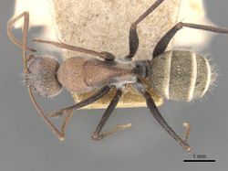 Camponotus zimmermanni casent0910330 d 1 high.jpg