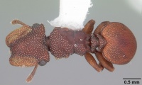 Cephalotes varians casent0103755 dorsal 1.jpg