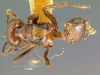 Crematogaster-bakeriD4.jpg