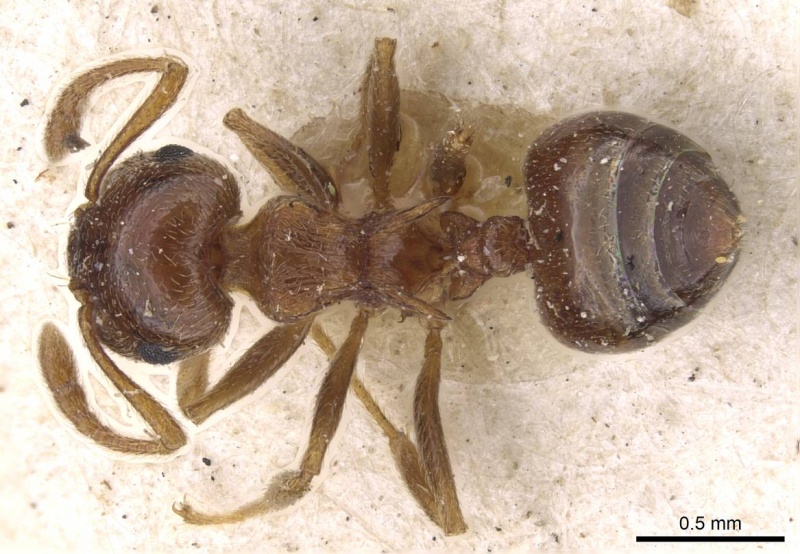 File:Crematogaster luctans casent0908611 d 1 high.jpg