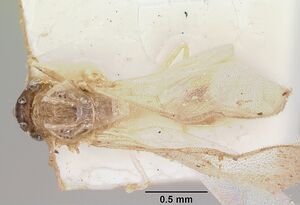 Crematogaster rasoherinae casent0101617 dorsal 1.jpg
