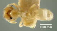 MCZ-ENT00020966 Oligomyrmex capreolus had.jpg