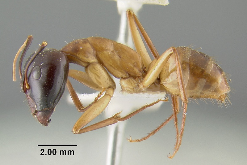 File:MCZ-ENT00021449 Camponotus acutirostris hal.jpg