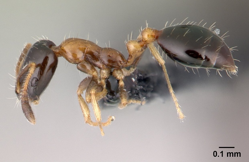 File:Monomorium floricola casent0146777 profile 1.jpg