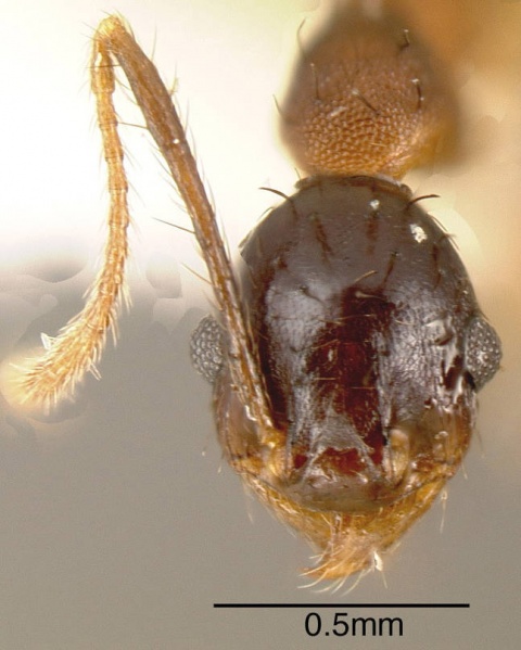 File:Pheidole spathipilosa casent0635530 h 1 high.jpg