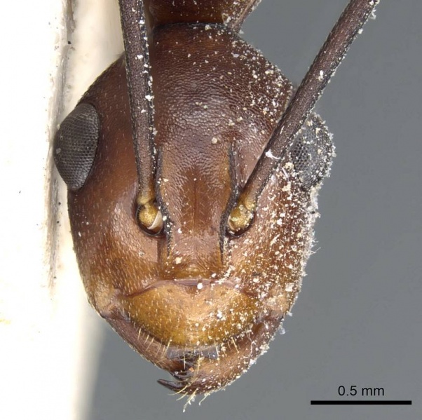 File:Polyrhachis solmsi casent0905557 h 1 high.jpg