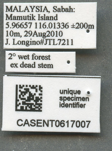 File:Romblonella longinoi labels (David General).jpg