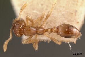 Solenopsis seychellensis casent0102062 dorsal 1.jpg