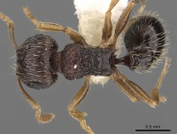 Tetramorium sitefrum casent0901119 d 1 high.jpg