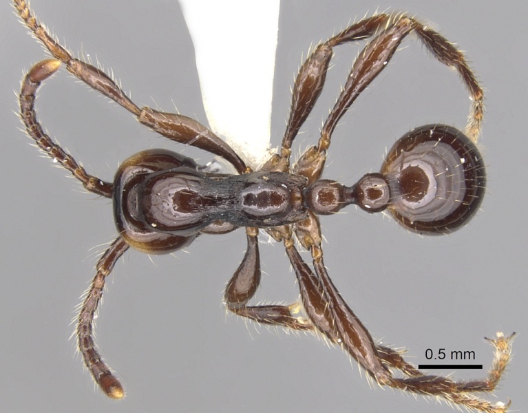 File:Aenictus sonchaengi casent0903681 d 1 high.jpg