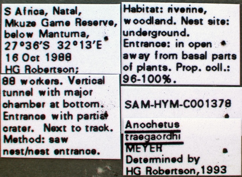 File:Anochetus traegaordhi sam-hym-c001378b label 1.jpg