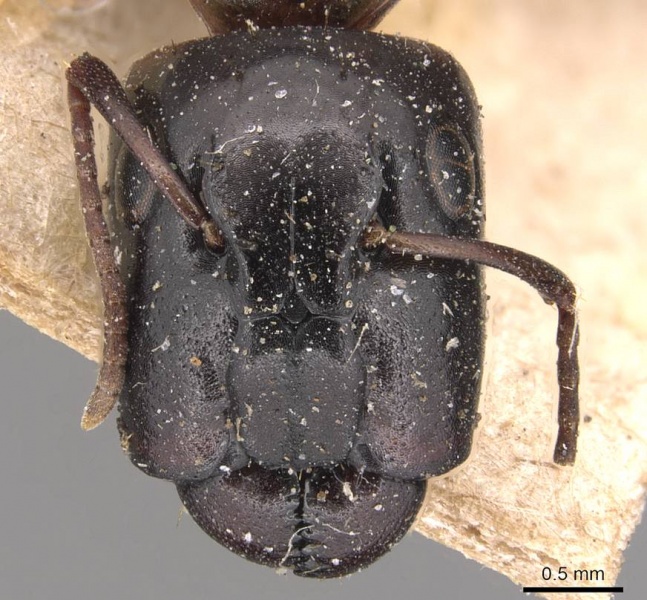 File:Camponotus geralensis casent0905493 h 1 high.jpg