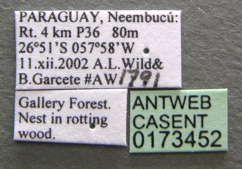 File:Camponotus sexguttatus casent0173452 label 1.jpg