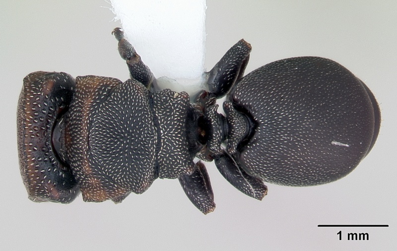 File:Cephalotes angustus casent0173660 dorsal 1.jpg