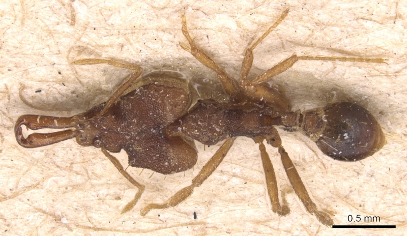 File:Strumigenys chyzeri casent0904941 d 1 high.jpg