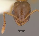 Temnothorax nitens casent0102840 head 1.jpg