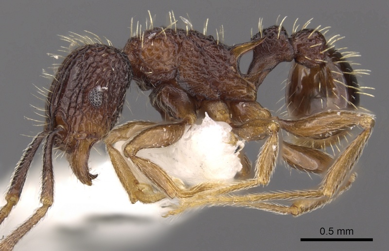 File:Tetramorium geminatum casent0901196 p 1 high.jpg