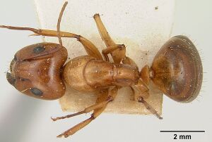 Camponotus concolor casent0101358 dorsal 1.jpg