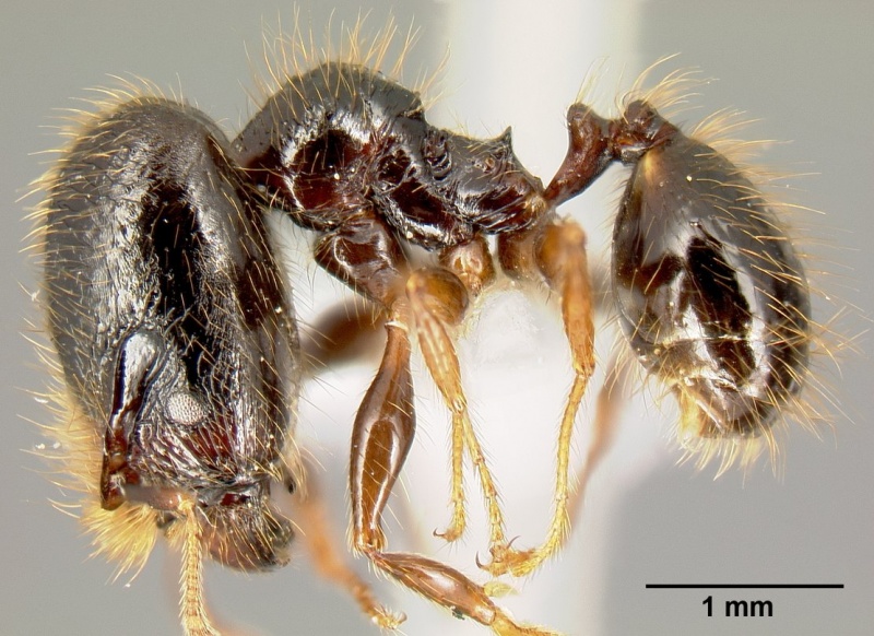 File:Pheidole fossimandibula casent0608928 p 1 high.jpg