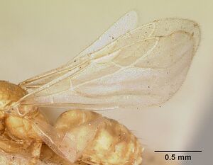 Plagiolepis exigua casent0101301 profile 2.jpg