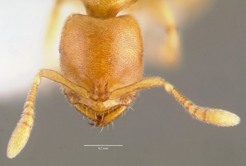 File:Prionopelta antillana casent0006076 head 1.jpg