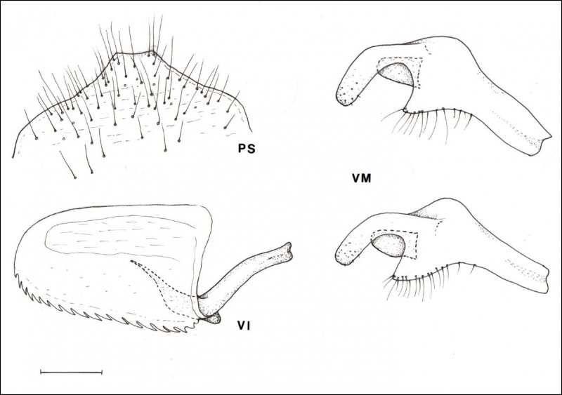 File:Aphaenogaster koniari g.jpg