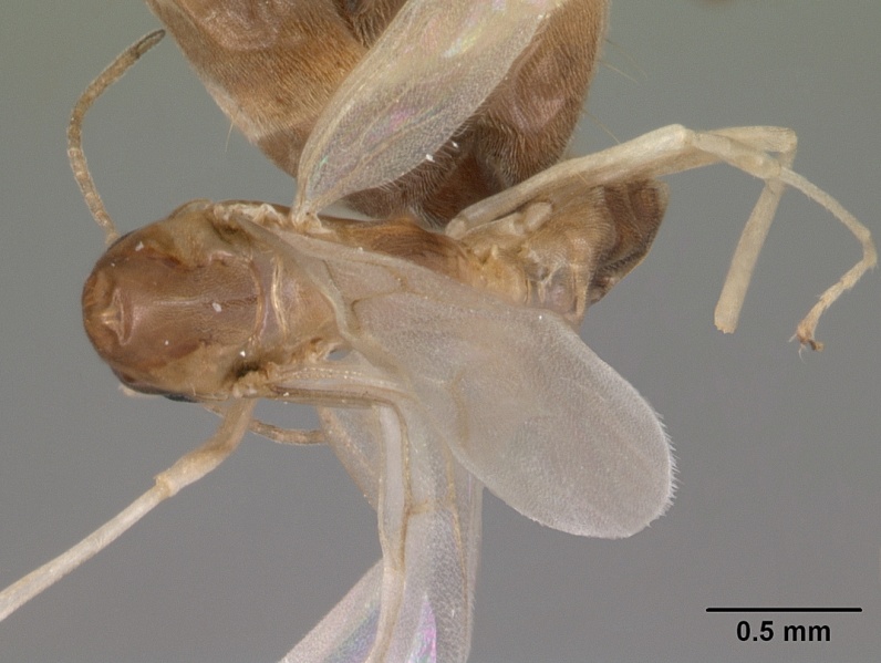 File:Dorymyrmex bureni casent0102701 dorsal 1.jpg