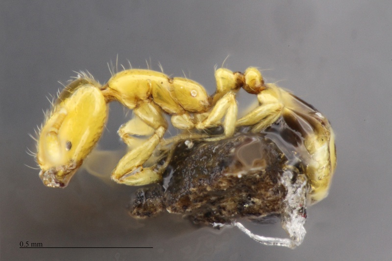 File:MCZ-ENT00512207 Solenopsis sp2 hal.jpg