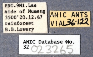 Nylanderia nuggeti ANIC32-023265 labels-Antwiki.jpg