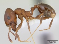 Pheidole cyrtostela casent0178014 profile 1.jpg