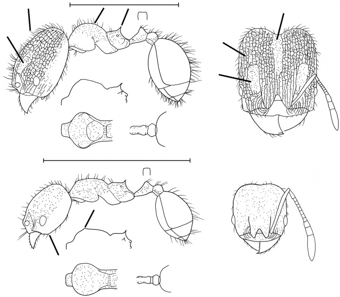 File:Pheidole peltastes Wilson 2003.jpg