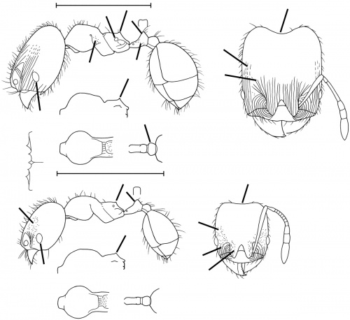 Pheidole pygmaea Wilson 2003.jpg