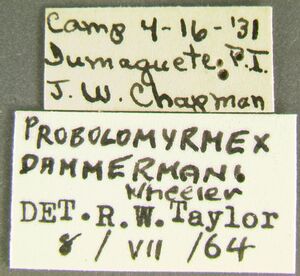 Probolomyrmex dammermani-Label.jpg