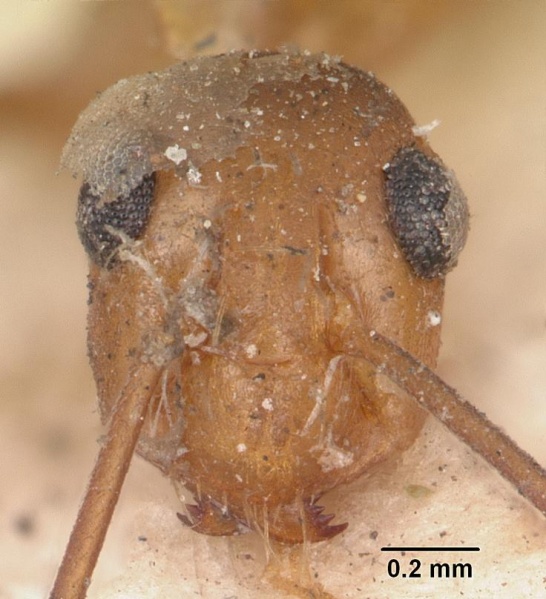 File:Anoplolepis gracilipes casent0103001 head 2.jpg