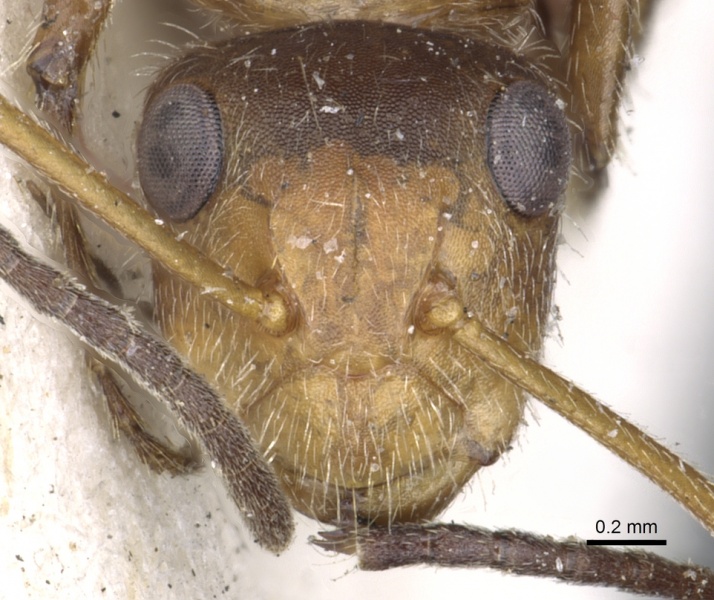 File:Camponotus godmani casent0903625 h 1 high.jpg