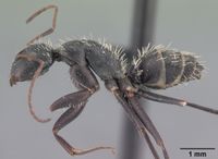 Camponotus niveosetosus madagascarensis casent0101383 profile 1.jpg