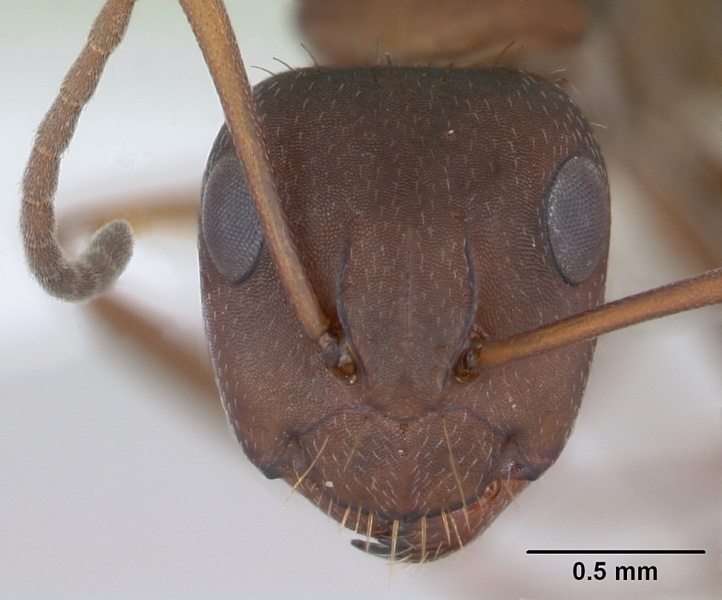 File:Camponotus punctulatus casent0173438 head 1.jpg